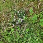 Erica tetralix habit picture by Engel Ralf (cc-by-sa)