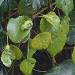 Dombeya torrida leaf picture by Maarten Vanhove (cc-by-sa)