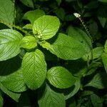Morus celtidifolia leaf picture by Nelson Zamora Villalobos (cc-by-nc)
