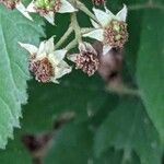 Rubus vestitus flower picture by Michel Ambroise (cc-by-sa)