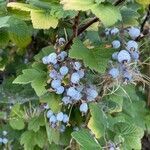 Ribes sanguineum fruit picture by Jiří Szymik (cc-by-sa)