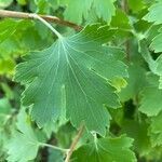 Ribes aureum leaf picture by Francois Mansour (cc-by-sa)