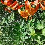 Lilium michiganense flower picture by Swamp Walker (cc-by-sa)