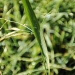 Bromus arvensis leaf picture by Kilhiann Bagur (cc-by-sa)