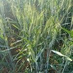 Triticum aestivum habit picture by thomas henry (cc-by-sa)