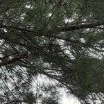 Pinus echinata leaf picture by StealthIntel (cc-by-sa)