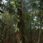 Vanilla planifolia habit picture by Émile Maurice (cc-by-sa)