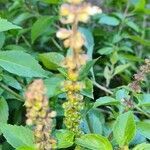 Ocimum americanum flower picture by ALI-BEN HAMIDOU (cc-by-sa)