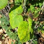 Matelea carolinensis leaf picture by Lucinda Ouzts (cc-by-sa)