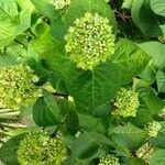 Hydrangea macrophylla leaf picture by edgar donne (cc-by-sa)