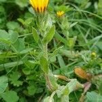 Calendula arvensis leaf picture by Lisa Lau (cc-by-sa)