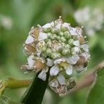 Lepidium sativum flower picture by Mehmet Basbag (cc-by-sa)