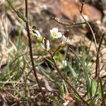 Draba siliquosa flower picture by Fabien Anthelme (cc-by-sa)