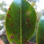 Aphloia theiformis leaf picture by S. Dufour-Kowalski (cc-by-sa)