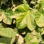 Cola cordifolia leaf picture by Mamadou BATHILLY (cc-by-sa)