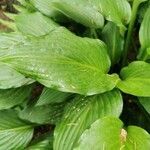 Hosta plantaginea leaf picture by Хейд Ноябрь (cc-by-sa)