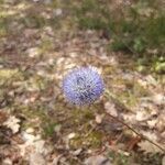 Jasione montana habit picture by Antonio Ezquerro A. (cc-by-sa)