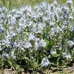 Veronica prostrata habit picture by Rossen Vassilev (cc-by-sa)