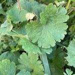 Geranium sibiricum leaf picture by Hannelore Grass (cc-by-sa)