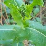 Lactuca virosa flower picture by FREDERIC FAURE (cc-by-sa)