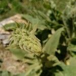 Verbascum nevadense flower picture by manuelmm (cc-by-sa)