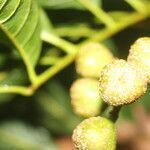 Cupania glabra fruit picture by Nelson Zamora Villalobos (cc-by-nc)
