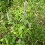 Stachys germanica fruit picture by Michael Andresek (cc-by-sa)
