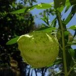 Gomphocarpus physocarpus fruit picture by de Robles 10 Dani (cc-by-sa)