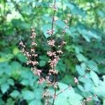 Rumex sanguineus fruit picture by Laure Valance (cc-by-sa)