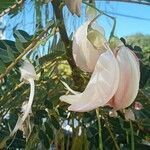 Sesbania grandiflora flower picture by Franck Prejger (cc-by-sa)