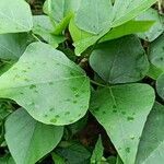 Pueraria montana leaf picture by anilkumar ayyappan (cc-by-sa)