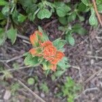 Castilleja hispida flower picture by Clint Grierson (cc-by-sa)