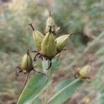 Hypericum ascyron fruit picture by Dayna Hillcrest (cc-by-sa)