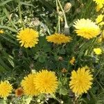 Sonchus tenerrimus flower picture by Elisabeth Mazauric (cc-by-sa)