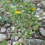 Asteriscus aquaticus habit picture by Pons Ferré Josep (cc-by-sa)