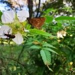 Rubus rosifolius flower picture by Lignos Alexandre (cc-by-sa)