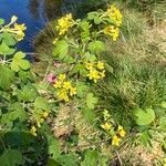 Ribes aureum flower picture by Anne Mossberg (cc-by-sa)