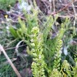 Lepidium bonariense flower picture by cabana carlos manuel (cc-by-sa)