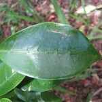 Coffea mauritiana leaf picture by H. Goëau (cc-by-sa)