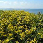 Anthyllis hermanniae habit picture by Ata Bilgili (cc-by-sa)
