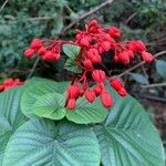 Clerodendrum japonicum flower picture by Hubert LELACHE (cc-by-sa)