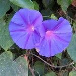 Ipomoea sagittata flower picture by Biagetti Massimo (cc-by-sa)