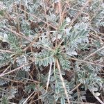 Astragalus tragacantha leaf picture by Quentin Ollivi (cc-by-sa)