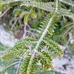 Abies nebrodensis leaf picture by Gatto Alberto (cc-by-sa)