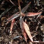 Gonatostylis vieillardii leaf picture by Richard Chesher (cc-by-sa)