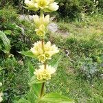 Gentiana burseri flower picture by caroline simon (cc-by-sa)