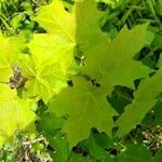 Acer saccharum leaf picture by Sasha Boucher (cc-by-sa)