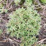 Portulaca pilosa leaf picture by Pier Jackson (cc-by-sa)