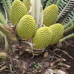 Encephalartos tegulaneus fruit picture by susan brown (cc-by-sa)