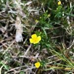 Potentilla erecta flower picture by happy_adventurer (cc-by-sa)